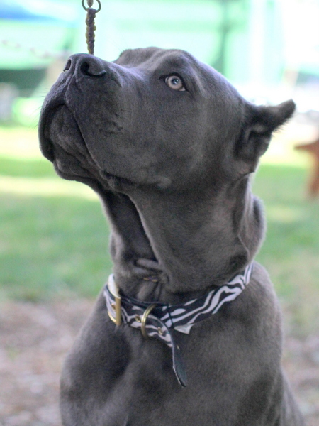 www.barrettweimaraners.com 2015-05-17 221