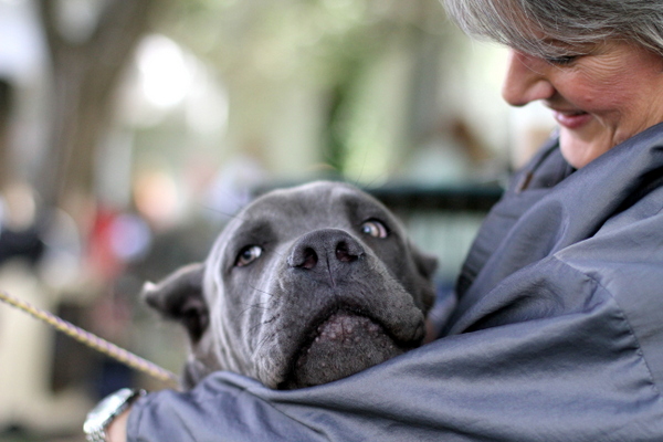 www.barrettweimaraners.com 2015-05-17 332
