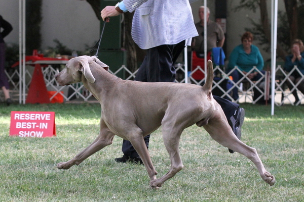 www.barrettweimaraners.com 2015-05-17 633
