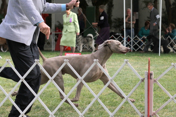 www.barrettweimaraners.com 2015-05-17 690