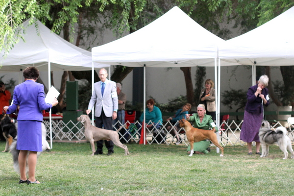 www.barrettweimaraners.com 2015-05-17 774