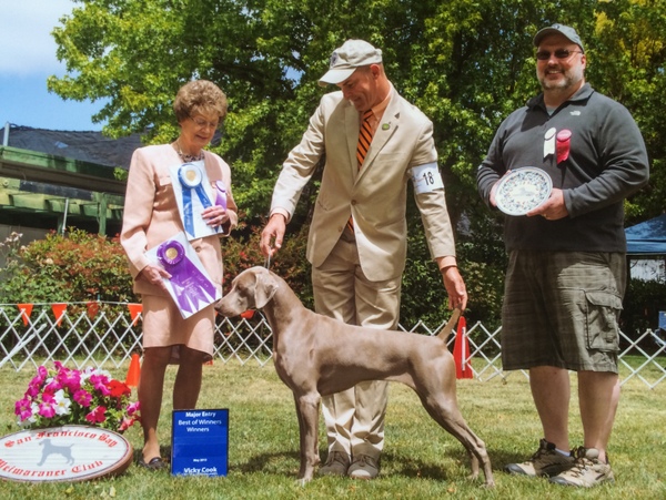 www.barrettweimaraners.com - Silhouette's Joy Ride - 2015-05-17