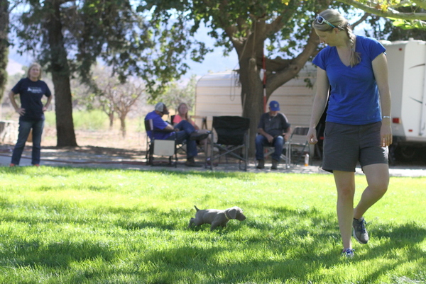 www.barrettweimaraners.com 2015-09-19 001