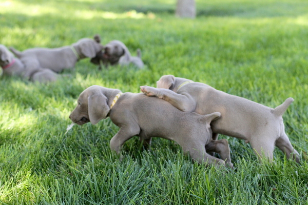 www.barrettweimaraners.com 2015-09-19 012