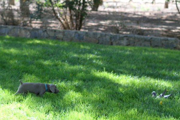 www.barrettweimaraners.com 2015-09-19 028