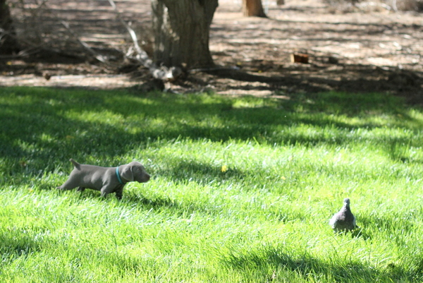www.barrettweimaraners.com 2015-09-19 041