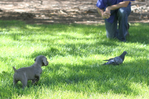 www.barrettweimaraners.com 2015-09-19 045
