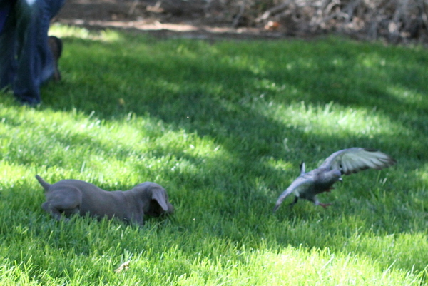 www.barrettweimaraners.com 2015-09-19 047