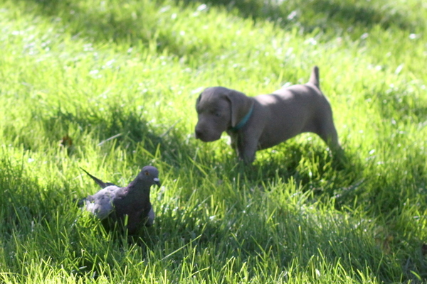 www.barrettweimaraners.com 2015-09-19 050