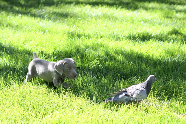 www.barrettweimaraners.com 2015-09-19 056