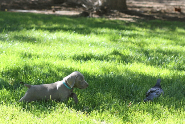 www.barrettweimaraners.com 2015-09-19 059