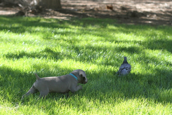 www.barrettweimaraners.com 2015-09-19 061