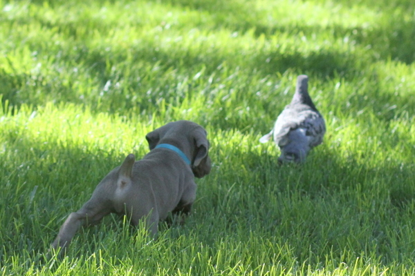 www.barrettweimaraners.com 2015-09-19 062