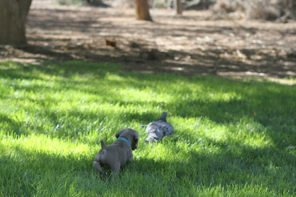 www.barrettweimaraners.com 2015-09-19 064