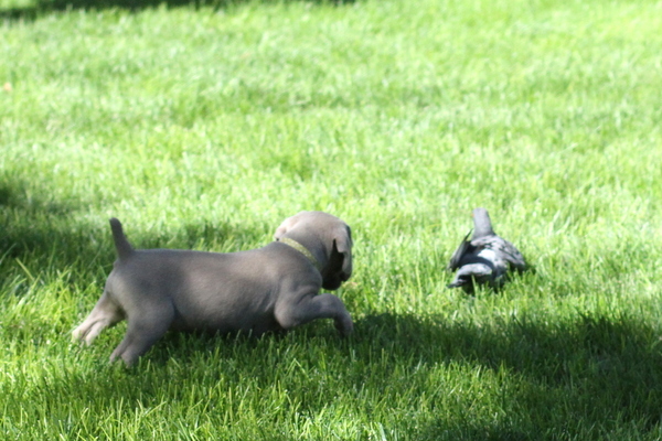 www.barrettweimaraners.com 2015-09-19 073
