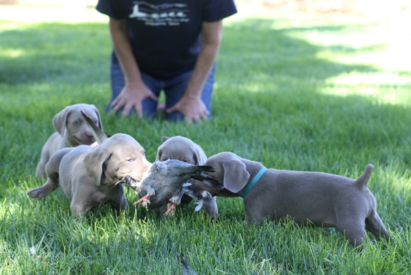www.barrettweimaraners.com 2015-09-19 099