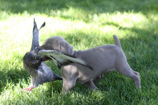 www.barrettweimaraners.com 2015-09-19 109