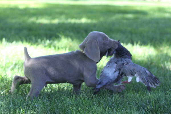 www.barrettweimaraners.com 2015-09-19 112