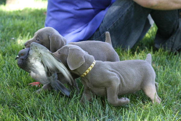 www.barrettweimaraners.com 2015-09-19 121