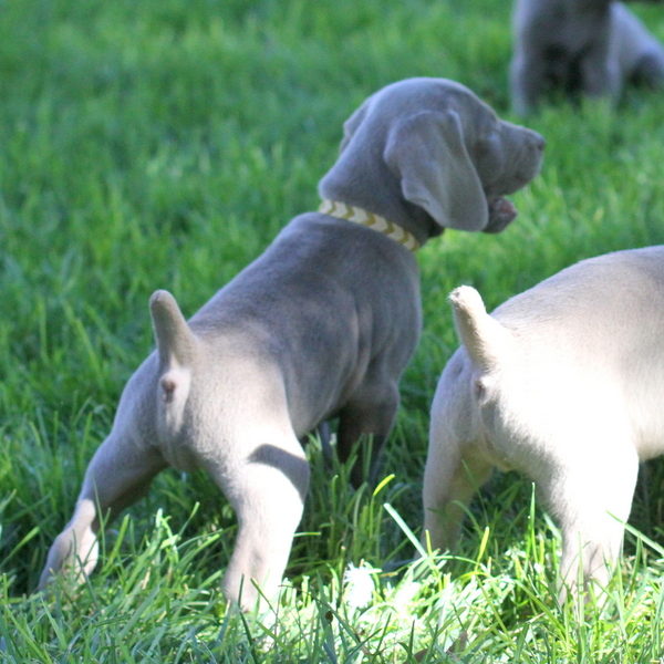 www.barrettweimaraners.com 2015-09-19 134
