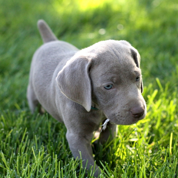 www.barrettweimaraners.com 2015-09-19 148