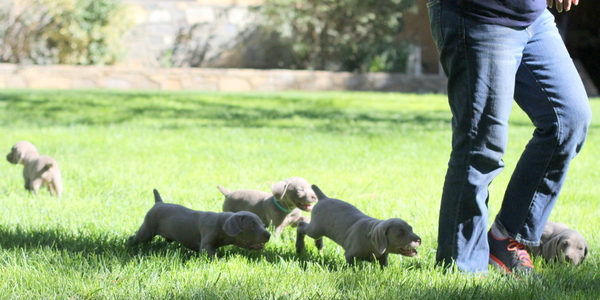 www.barrettweimaraners.com 2015-09-19 155