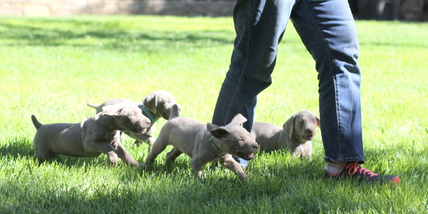 www.barrettweimaraners.com 2015-09-19 156