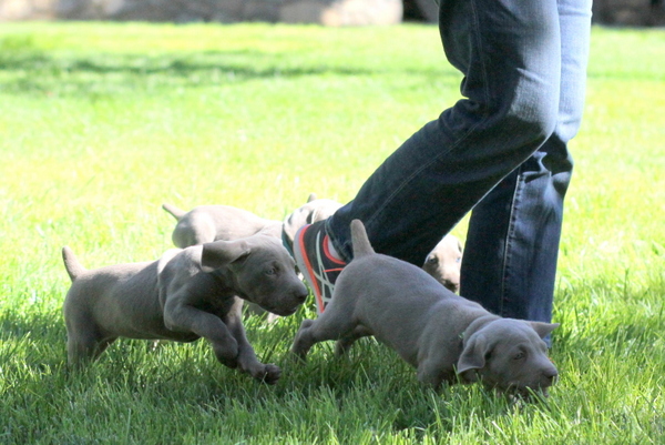 www.barrettweimaraners.com 2015-09-19 157