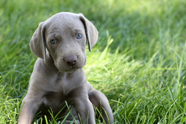 www.barrettweimaraners.com 2015-09-19 169