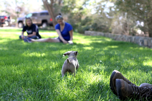 www.barrettweimaraners.com 2015-09-19 177