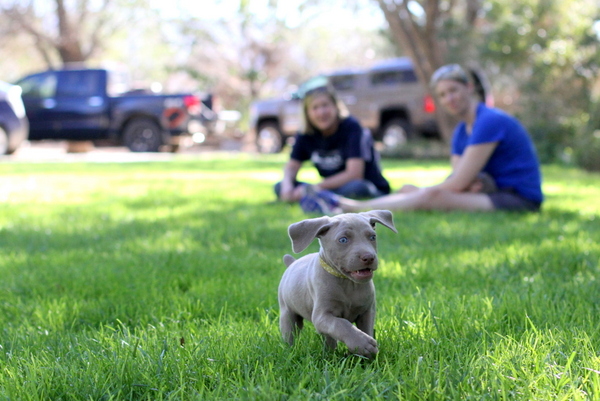 www.barrettweimaraners.com 2015-09-19 181