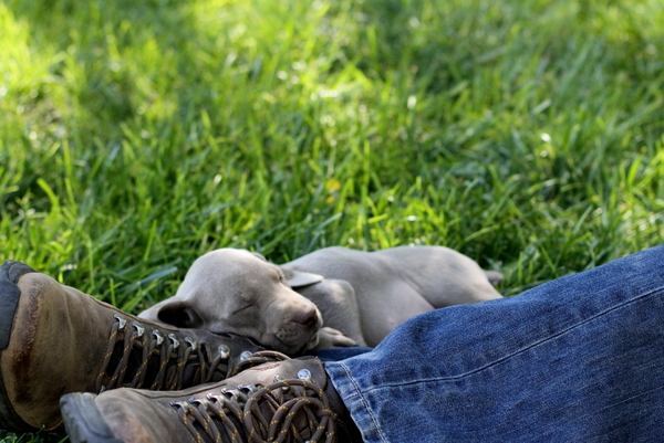 www.barrettweimaraners.com 2015-09-19 196