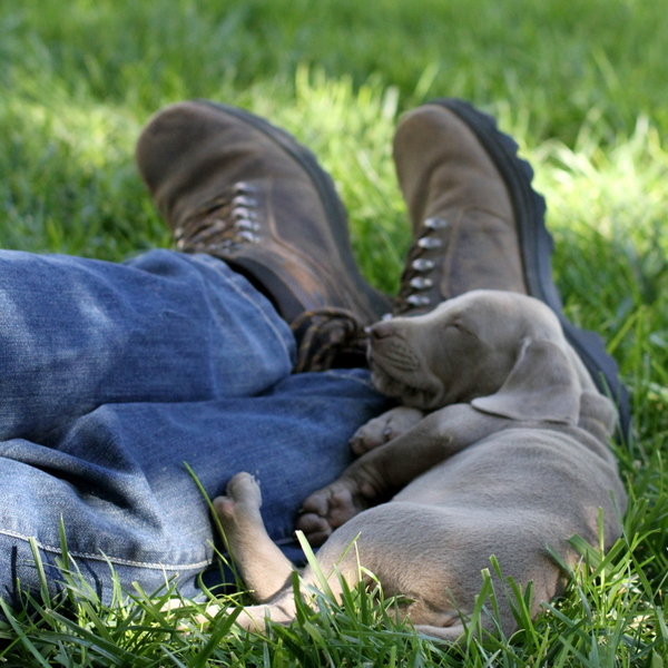 www.barrettweimaraners.com 2015-09-19 206