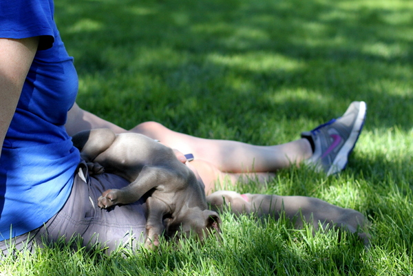 www.barrettweimaraners.com 2015-09-19 210