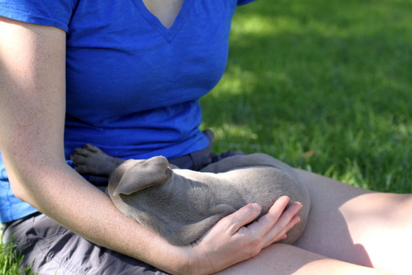 www.barrettweimaraners.com 2015-09-19 212