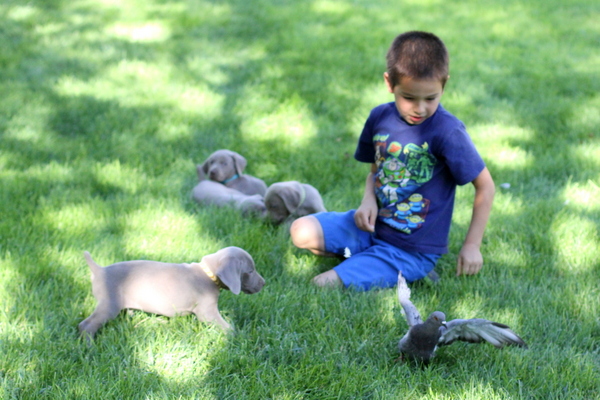 www.barrettweimaraners.com 2015-09-19 227