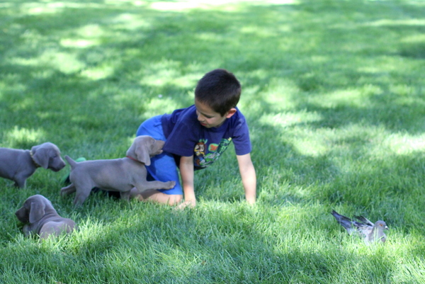 www.barrettweimaraners.com 2015-09-19 232