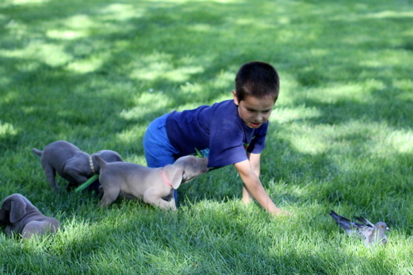 www.barrettweimaraners.com 2015-09-19 233