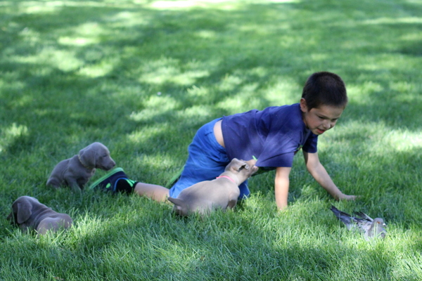 www.barrettweimaraners.com 2015-09-19 234