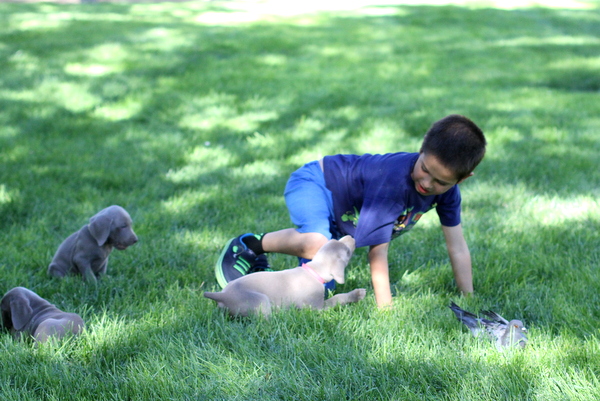 www.barrettweimaraners.com 2015-09-19 235