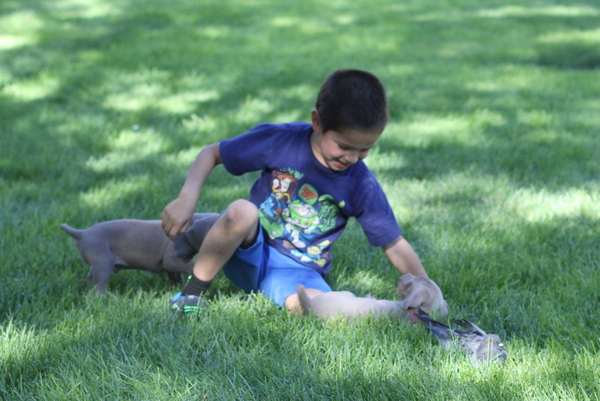 www.barrettweimaraners.com 2015-09-19 236