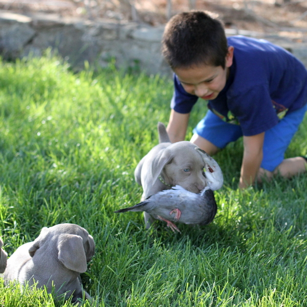 www.barrettweimaraners.com 2015-09-19 256