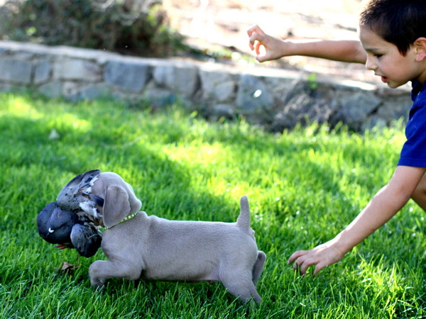 www.barrettweimaraners.com 2015-09-19 260