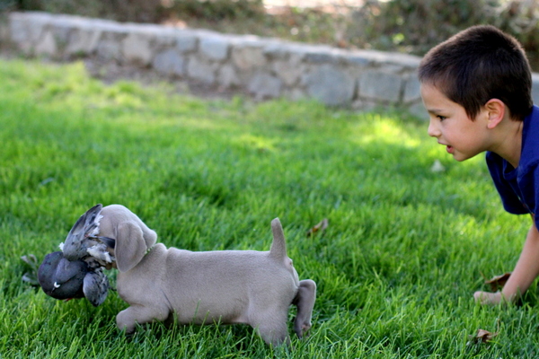 www.barrettweimaraners.com 2015-09-19 262