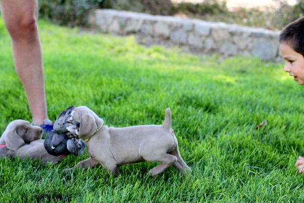 www.barrettweimaraners.com 2015-09-19 263