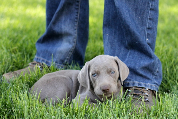 www.barrettweimaraners.com 2015-09-19 286