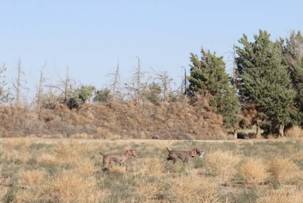 www.barrettweimaraners.com 2015-09-19 314