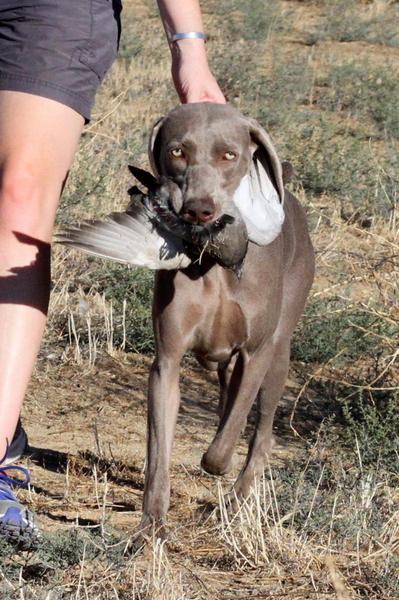 www.barrettweimaraners.com 2015-09-19 320