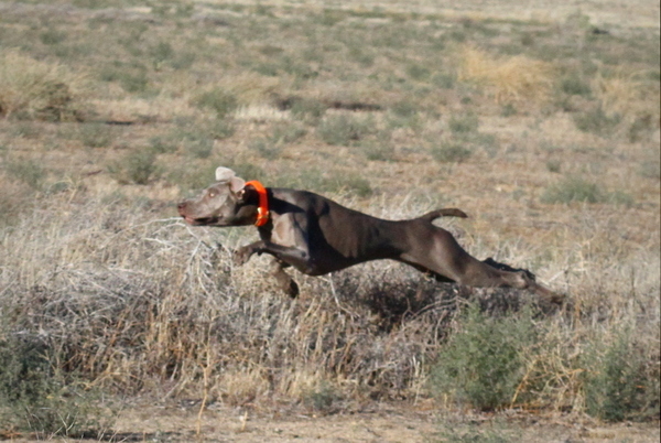 www.barrettweimaraners.com 2015-09-19 346