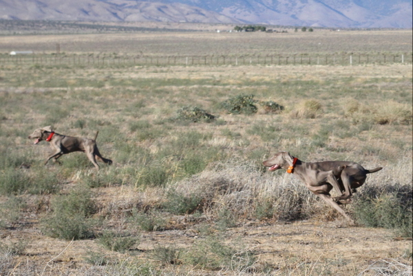 www.barrettweimaraners.com 2015-09-19 347